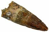 Juvenile Fossil Spinosaurus Tooth - Real Dinosaur Tooth #348709-1
